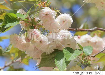 園里黄桜 緑色の花をつける桜 ソノサトキザクラ 園里黄桜 緑色の花をつける桜 ソノサトキザクラ 139000229