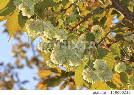 園里黄桜 緑色の花をつける桜 ソノサトキザクラ 園里黄桜 緑色の花をつける桜 ソノサトキザクラ 139000235