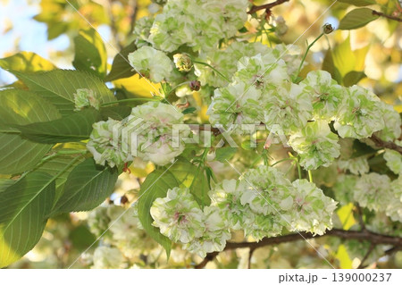 園里黄桜 緑色の花をつける桜 ソノサトキザクラ 園里黄桜 緑色の花をつける桜 ソノサトキザクラ 139000237
