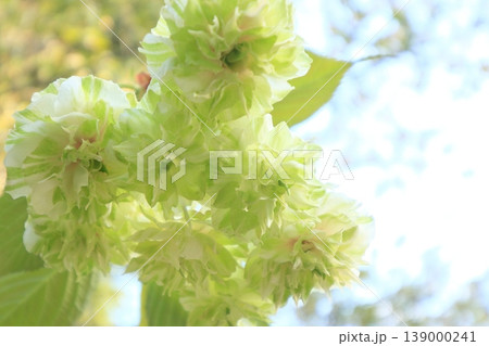 園里黄桜 緑色の花をつける桜 ソノサトキザクラ 園里黄桜 緑色の花をつける桜 ソノサトキザクラ 139000241