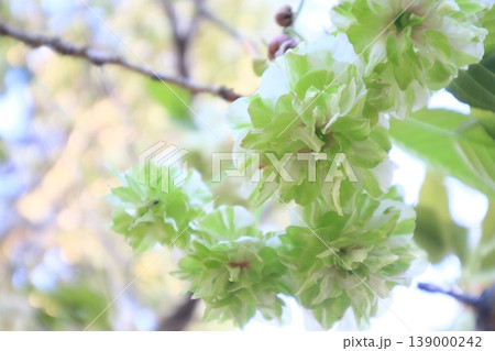 園里黄桜 緑色の花をつける桜 ソノサトキザクラ 園里黄桜 緑色の花をつける桜 ソノサトキザクラ 139000242