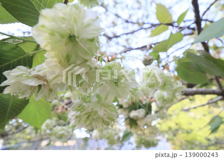 園里黄桜 緑色の花をつける桜 ソノサトキザクラ 園里黄桜 緑色の花をつける桜 ソノサトキザクラ 139000243