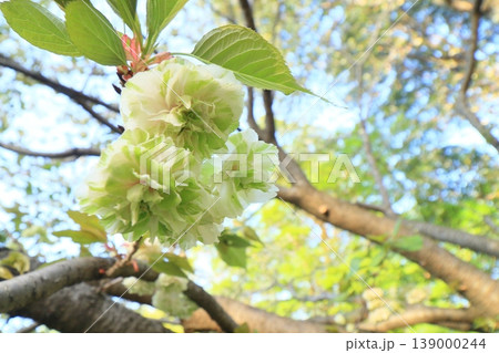 園里黄桜　緑色の花をつける桜　ソノサトキザクラ 139000244