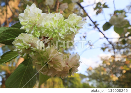 園里黄桜　緑色の花をつける桜　ソノサトキザクラ 139000246