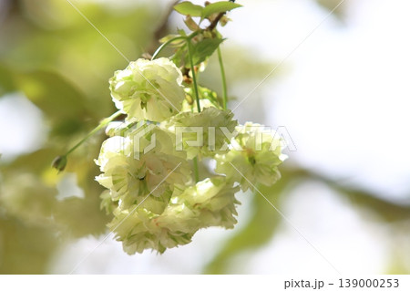 園里黄桜　緑色の花をつける桜　ソノサトキザクラ 139000253