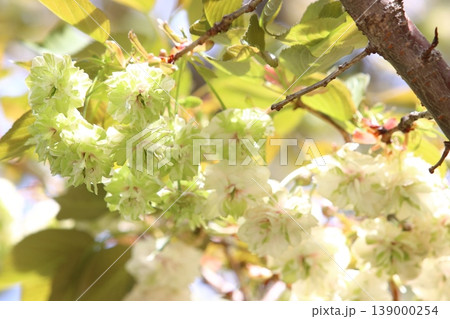 園里黄桜 緑色の花をつける桜 ソノサトキザクラ 園里黄桜 緑色の花をつける桜 ソノサトキザクラ 139000254