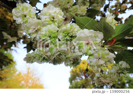園里黄桜　緑色の花をつける桜　ソノサトキザクラ 139000256