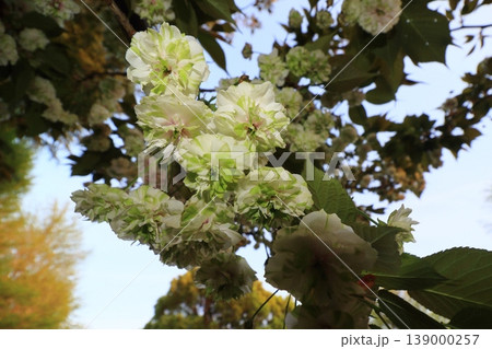園里黄桜 緑色の花をつける桜 ソノサトキザクラ 園里黄桜 緑色の花をつける桜 ソノサトキザクラ 139000257
