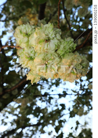 園里黄桜 緑色の花をつける桜 ソノサトキザクラ 園里黄桜 緑色の花をつける桜 ソノサトキザクラ 139000258