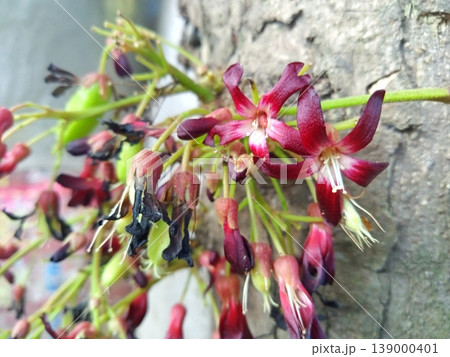 Close-up of vibrant red and purple star fruit carambola flowers blooming on a tree trunk. Delicate blossoms with white centers and emerging green fruits capture the beauty of tropical flora in detail. Close-up of vibrant red and purple star fruit carambola flowers blooming on a tree trunk. Delicate blossoms with white centers and emerging green fruits capture the beauty of tropical flora in detail. 139000401