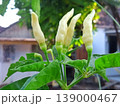 Close-up of fresh white chili peppers ripening on a vibrant green plant under natural sunlight. Perfect for culinary, gardening, or spicy food content. 139000467