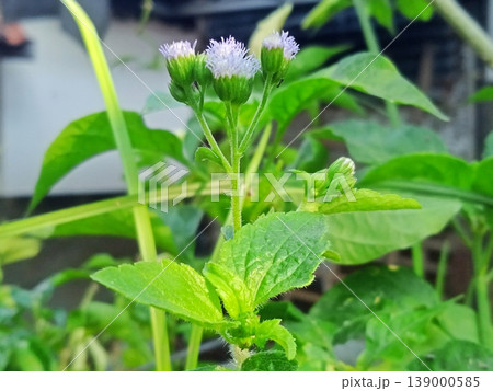 A close-up shot of delicate small white and light purple flowers blooming on a vibrant green plant, showcasing nature's intricate beauty and growth. A close-up shot of delicate small white and light purple flowers blooming on a vibrant green plant, showcasing nature's intricate beauty and growth. 139000585