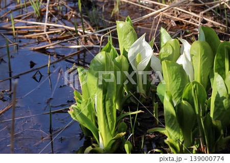 北国の春を告げる水芭蕉 北海道 4月 北国の春を告げる水芭蕉 北海道 4月 139000774