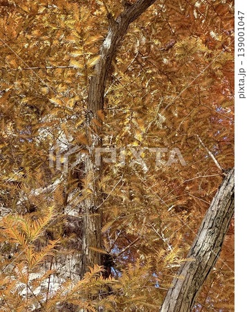 メタセコイア(Metasequoia) メタセコイア(Metasequoia) 139001047