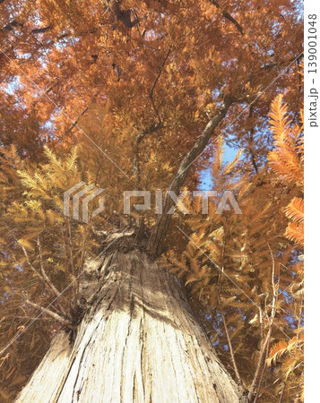 メタセコイア(Metasequoia) メタセコイア(Metasequoia) 139001048
