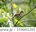 枝にとまるアカヒゲの雌（奄美大島） 139001205