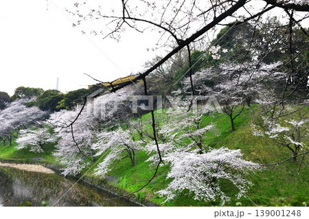 【東京・千鳥ヶ淵】春 桜が満開 【東京・千鳥ヶ淵】春 桜が満開 139001248
