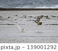 海辺で飛翔するハヤブサとシラサギの動態（奄美大島） 139001292