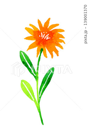 オレンジ色の明るい花 植物の手描き水彩イラスト素材 オレンジ色の明るい花 植物の手描き水彩イラスト素材 139001370