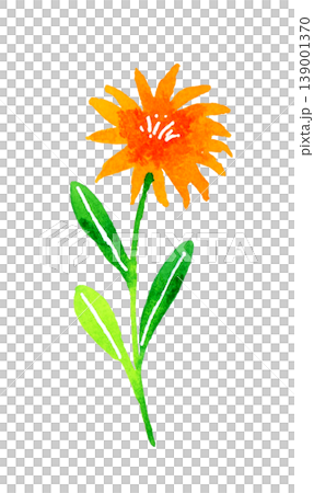 Bright orange flowers - hand-drawn watercolor illustration of plants 139001370