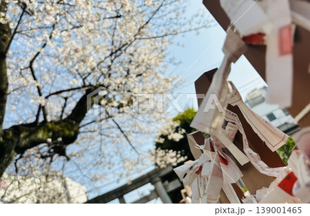 おみくじと桜 おみくじと桜 139001465