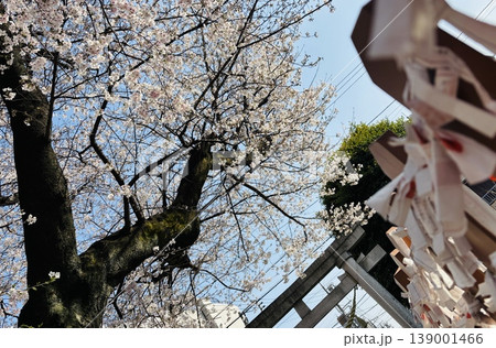 おみくじと桜 139001466