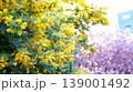 ミモザと河津桜 139001492