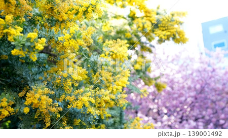 ミモザと河津桜 139001492