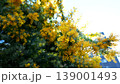 ミモザ 139001493