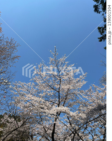 青空へ伸びる桜の梢・見上げの春景色 青空へ伸びる桜の梢・見上げの春景色 139001504