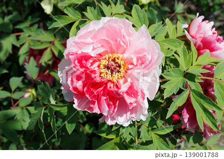 濃いピンクの牡丹の花 濃いピンクの牡丹の花 139001788
