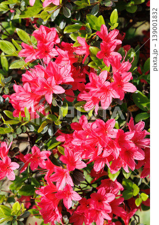 赤いツツジの花 赤いツツジの花 139001832