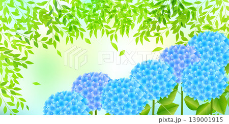 美しいアジサイの花と新緑の葉の背景デザイン 美しいアジサイの花と新緑の葉の背景デザイン 139001915
