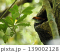 ウロの前に立つアカヒゲの雌（奄美大島） 139002128