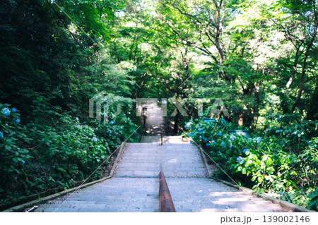 高尾山の石段と新緑 緑に包まれた日本の自然風景 高尾山の石段と新緑 緑に包まれた日本の自然風景 139002146