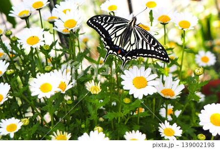 花の蜜を吸うアゲハチョウ 花の蜜を吸うアゲハチョウ 139002198