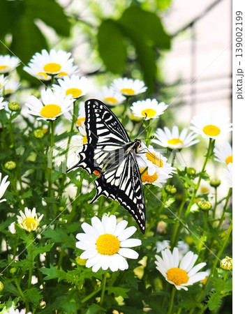 花の蜜を吸うアゲハチョウ 花の蜜を吸うアゲハチョウ 139002199