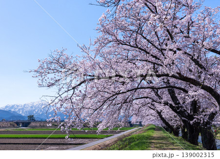 あさひ舟川べりの桜と残雪のアルプス 139002315
