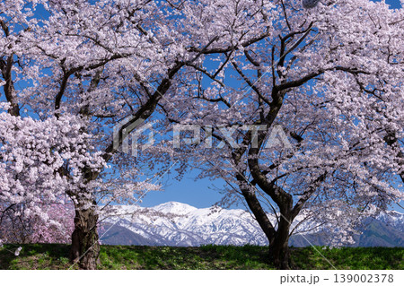 あさひ舟川べりの桜と残雪のアルプス 139002378