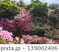 満開のツツジが山肌を彩る皿山公園の春風景 新緑と花の名所（福岡県須恵町） 139002406