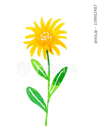黄色のオシャレな花　植物の手描き水彩イラスト素材 139002487