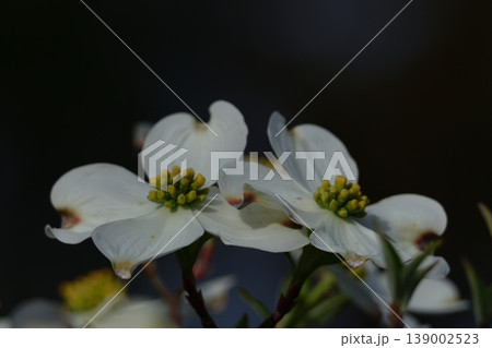 アメリカからの贈り物 139002523