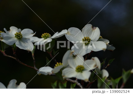 アメリカからの贈り物 139002524