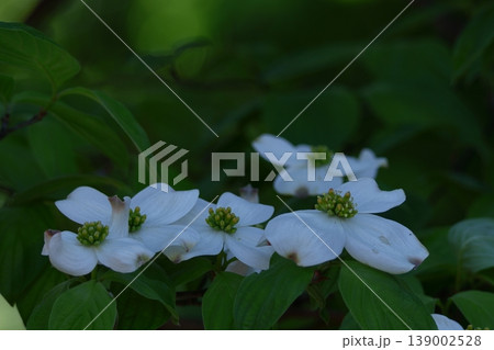 アメリカからの贈り物 139002528