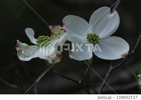 アメリカからの贈り物 139002537