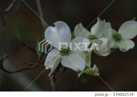 アメリカからの贈り物 139002539
