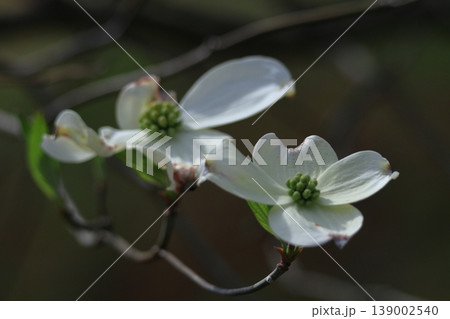 アメリカからの贈り物 139002540