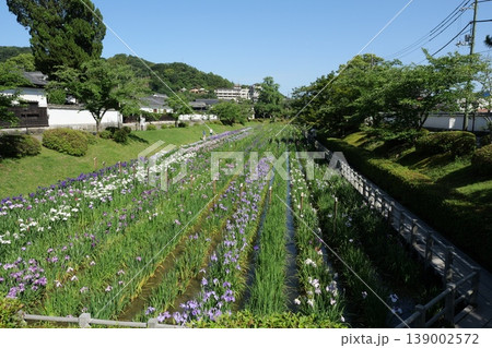岩国の吉香花菖蒲園 岩国の吉香花菖蒲園 139002572