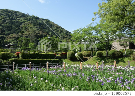 岩国の吉香花菖蒲園 139002575