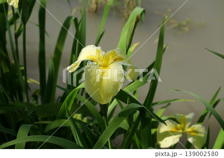 岩国の吉香花菖蒲園 岩国の吉香花菖蒲園 139002580